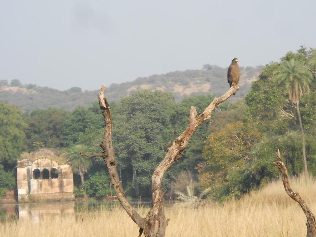 Green View Bed & Breakfast Sawai Madhopur Dış mekan fotoğraf